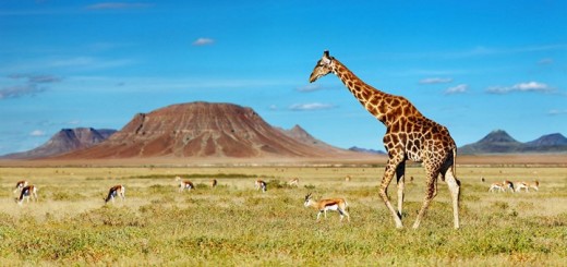 африка авіаквитки